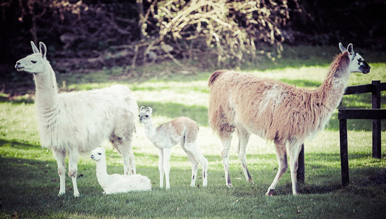 Glendeer Open Farm